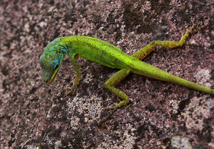 	Anolis trinitatis	