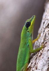 	Anolis trinitatis	