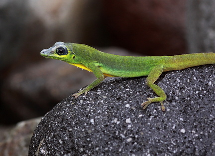 	Anolis trinitatis	