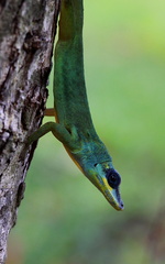 	Anolis trinitatis	