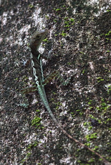 	Anolis griseus	