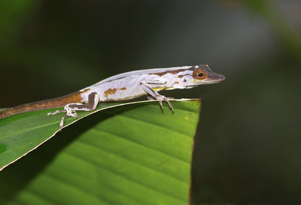 	Anolis trinitatis	