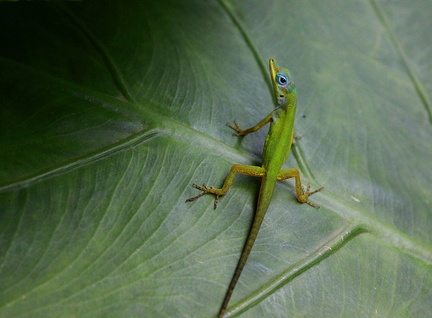 	Anolis trinitatis	