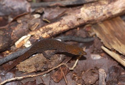 	Sphaerodactylus vincenti	