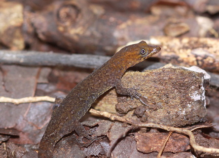 	Sphaerodactylus vincenti	