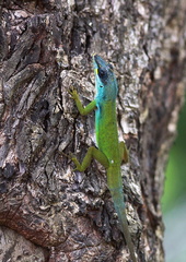 	Anolis trinitatis	