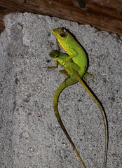 	Anolis trinitatis	