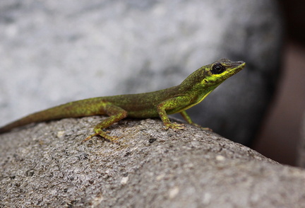 	Anolis trinitatis	