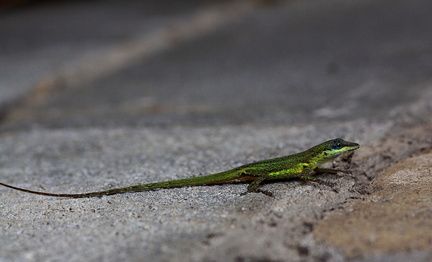 	Anolis griseus	