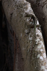 	Anolis griseus	