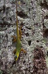 	Anolis trinitatis	