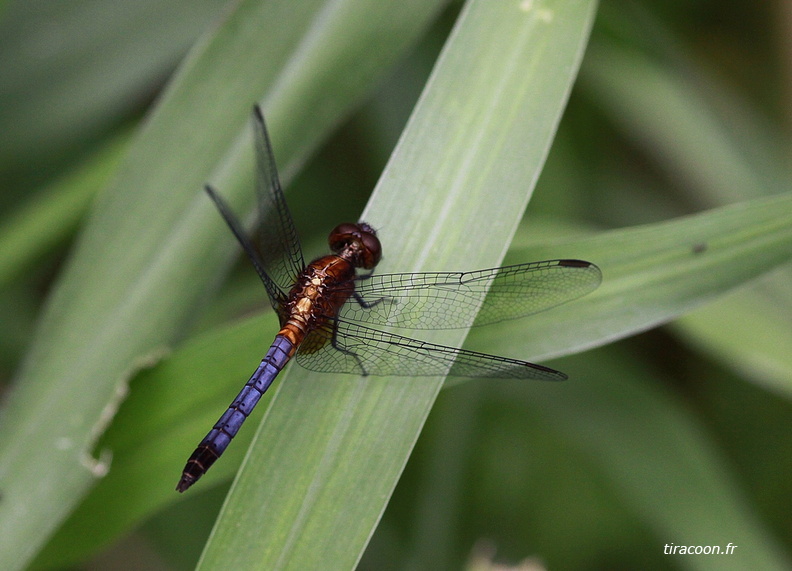 	Erythrodiplax fusca	