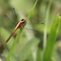 	Erythrodiplax fusca	