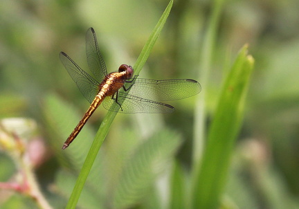 	Erythrodiplax fusca	