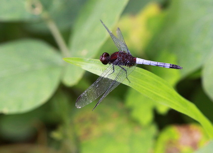 	Erythrodiplax fusca	