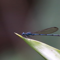 	Argia telesfordi	