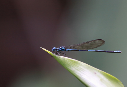 	Argia telesfordi	