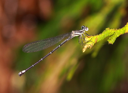 	Argia telesfordi	