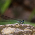 	Argia telesfordi	