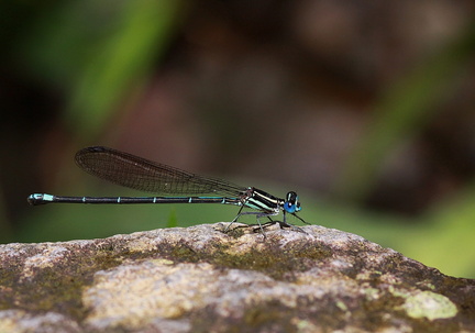 	Argia telesfordi	