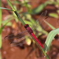 	Orthemis sulphurata	