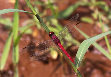 	Orthemis sulphurata	