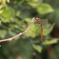 	Orthemis sulphurata	