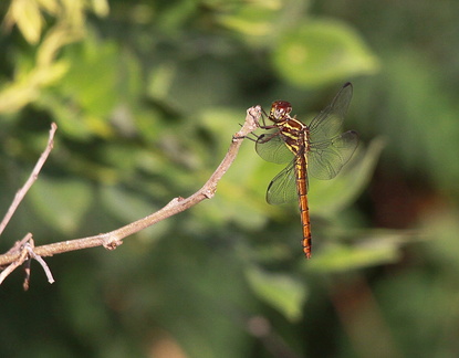 	Orthemis sulphurata	