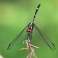 	Dythemis multipunctata	