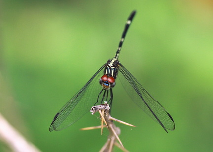 	Dythemis multipunctata	