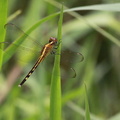 	Erythrodiplax umbrata	