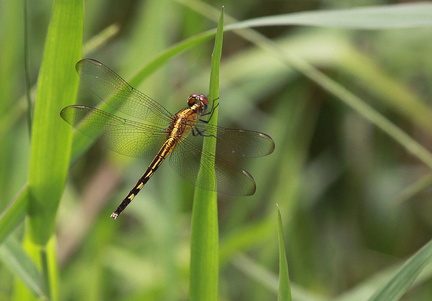 	Erythrodiplax umbrata	