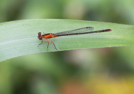 	Ischnura ramburii	