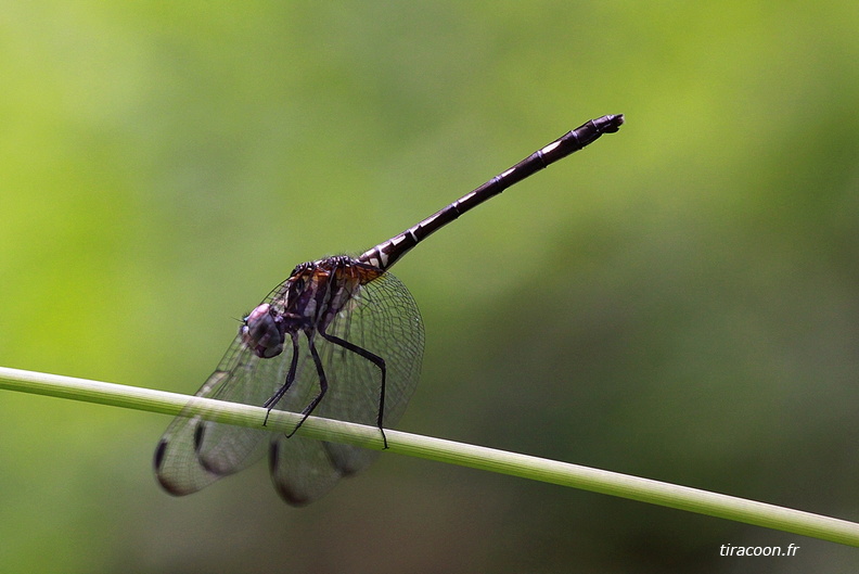 	Dythemis multipunctata	