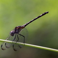 	Dythemis multipunctata	