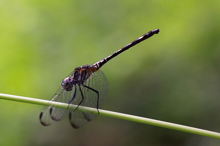 	Dythemis multipunctata	