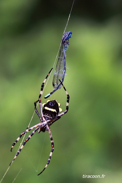Prédation d'Argia telesfordi, mâle, par une araignée Argiope argentata. Saint-Vincent. Juin 2010. IMG_0626M.jpg