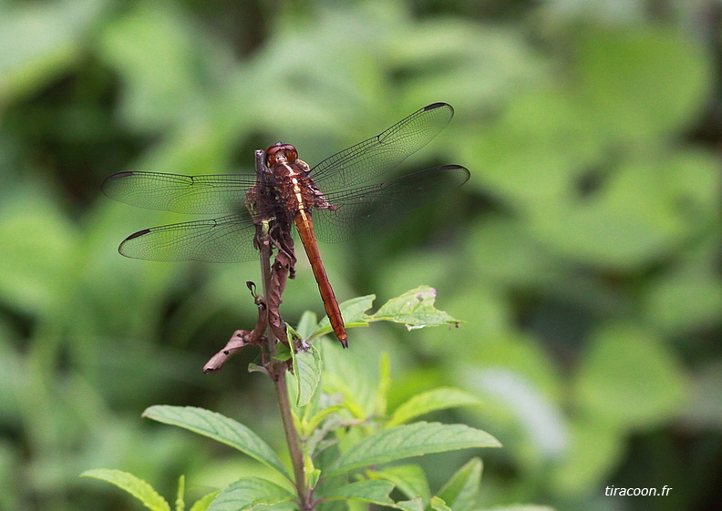 	Orthemis sulphurata	