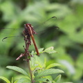 	Orthemis sulphurata	