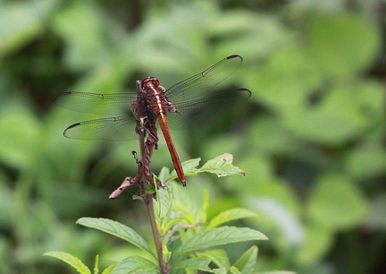 	Orthemis sulphurata	