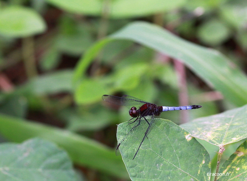 	Erythrodiplax fusca	