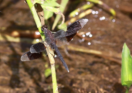 	Erythrodiplax umbrata	