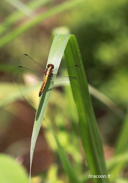 	Erythrodiplax fusca	