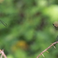 	Dythemis multipunctata	