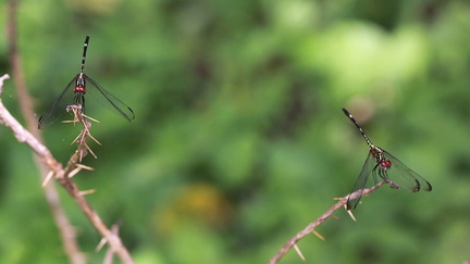 	Dythemis multipunctata	