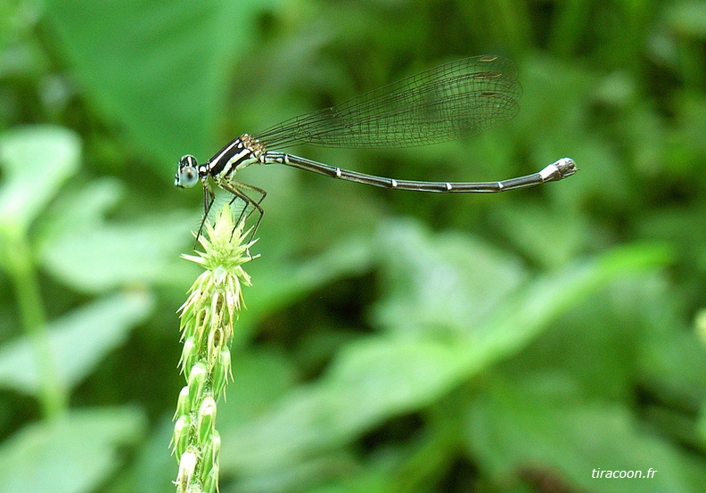 	Argia telesfordi	