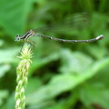 	Argia telesfordi	