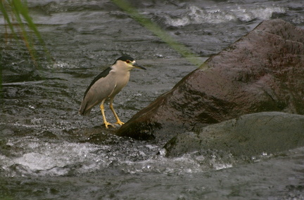 	Nycticorax nycticorax	