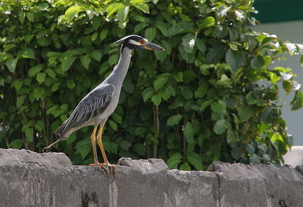 	Nyctanassa violacea	