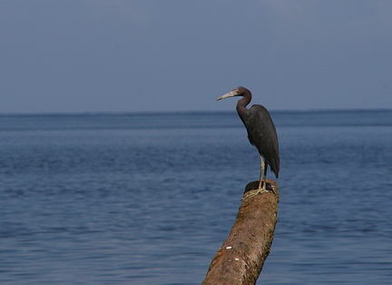 	Egretta caerulea	